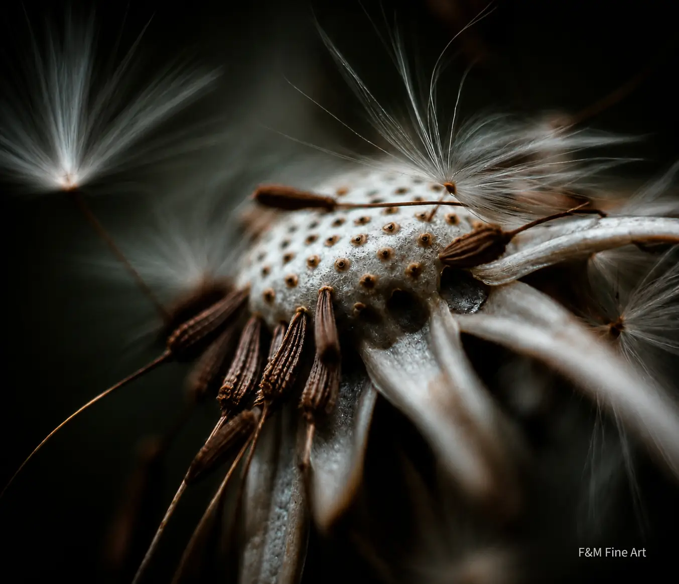 macro bloem dibond XXL 140x120 | F&M Fine Art 3 natuur wanddecoratie woonkamer