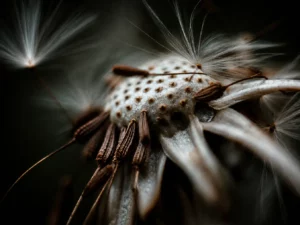 Macro bloem wanddecoratie plexiglas 90x60 cm van F&M Fine Art met glans afwerking en verfijnde natuurlijke details