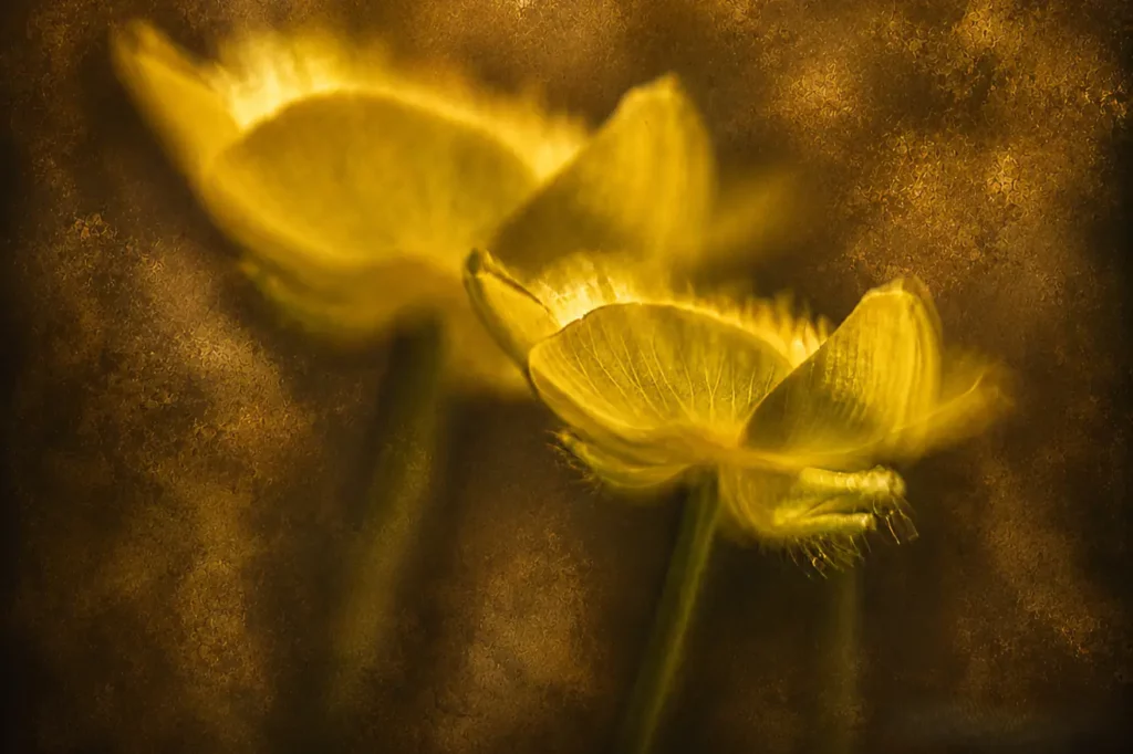 Macro Fine Art van gele bloemen met zichtbaar bloemdetail en warme achtergrond