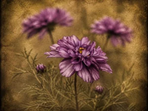 Paarse Verleiding met paarse bloemen en warme gouden achtergrond uit Verborgen Parels van F&M Fine Art