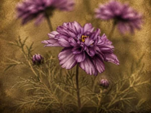 Paarse Verleiding met paarse bloem en goudbruine achtergrond op plexiglas 90x60 van F&M Fine Art