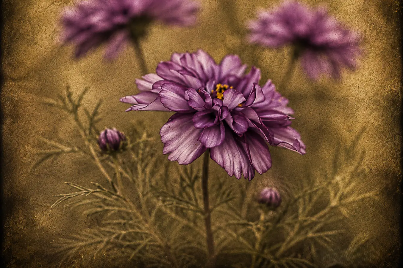 Paarse bloemen wanddecoratie plexiglas 90x60 paarse verleiding 1 Paarse Verleiding met paarse bloem en goudbruine achtergrond op plexiglas 90x60 van F&M Fine Art